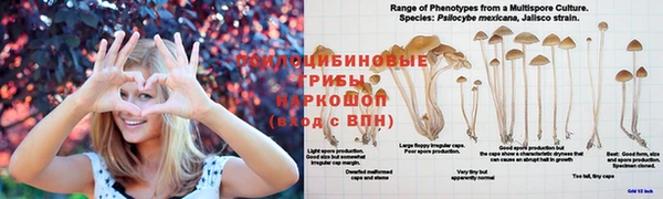 ГАЛЛЮЦИНОГЕННЫЕ ГРИБЫ Алексеевка